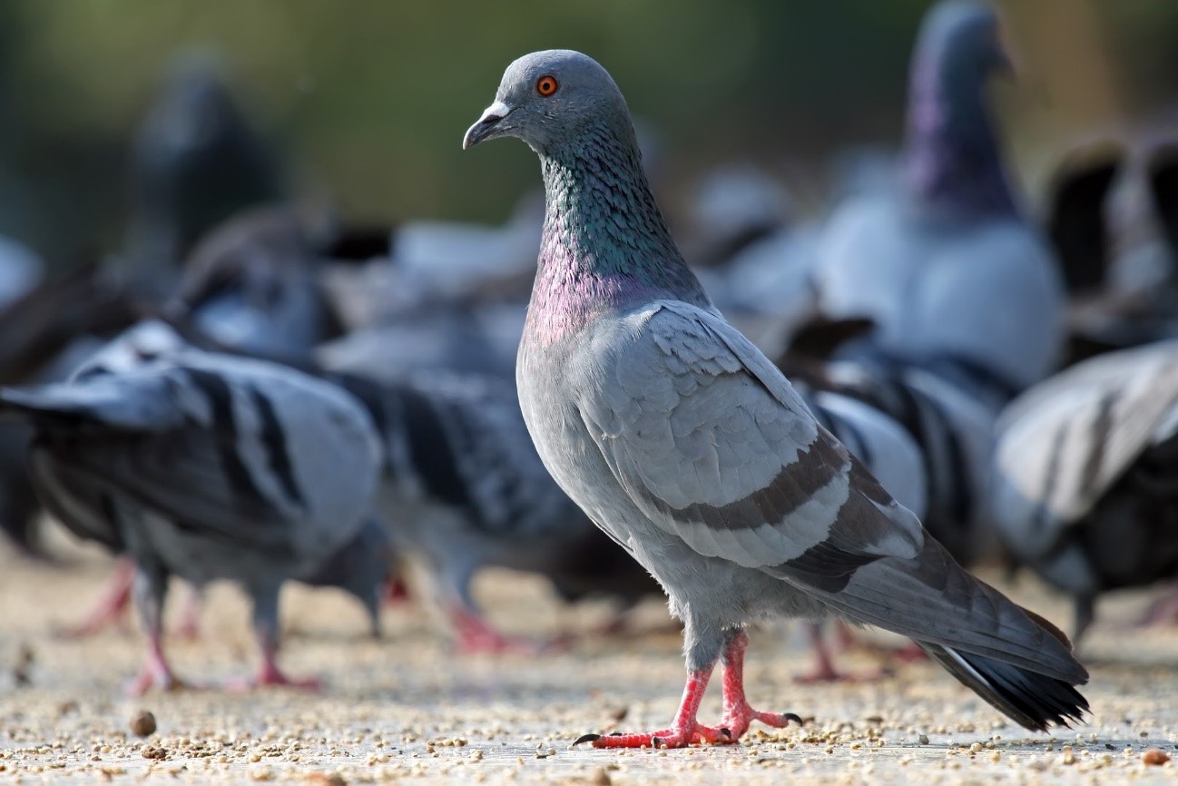 Paraíso das Aves - Pombos Domésticos